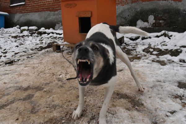 В Екатеринбурге стая собак напала на женщину с ребенком