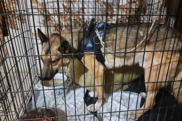 В Ревде хозяева не лечили собаку с вросшим в шею ошейником